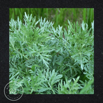 Boucherie Madina Daoudi - 
Pack 3 Absinthes